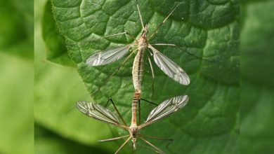 Texas A&M expert explains about crane flies Texas A&M expert explains about crane flies