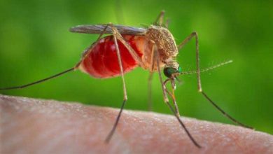 DCHHS raises alarm over West Nile virus outbreak